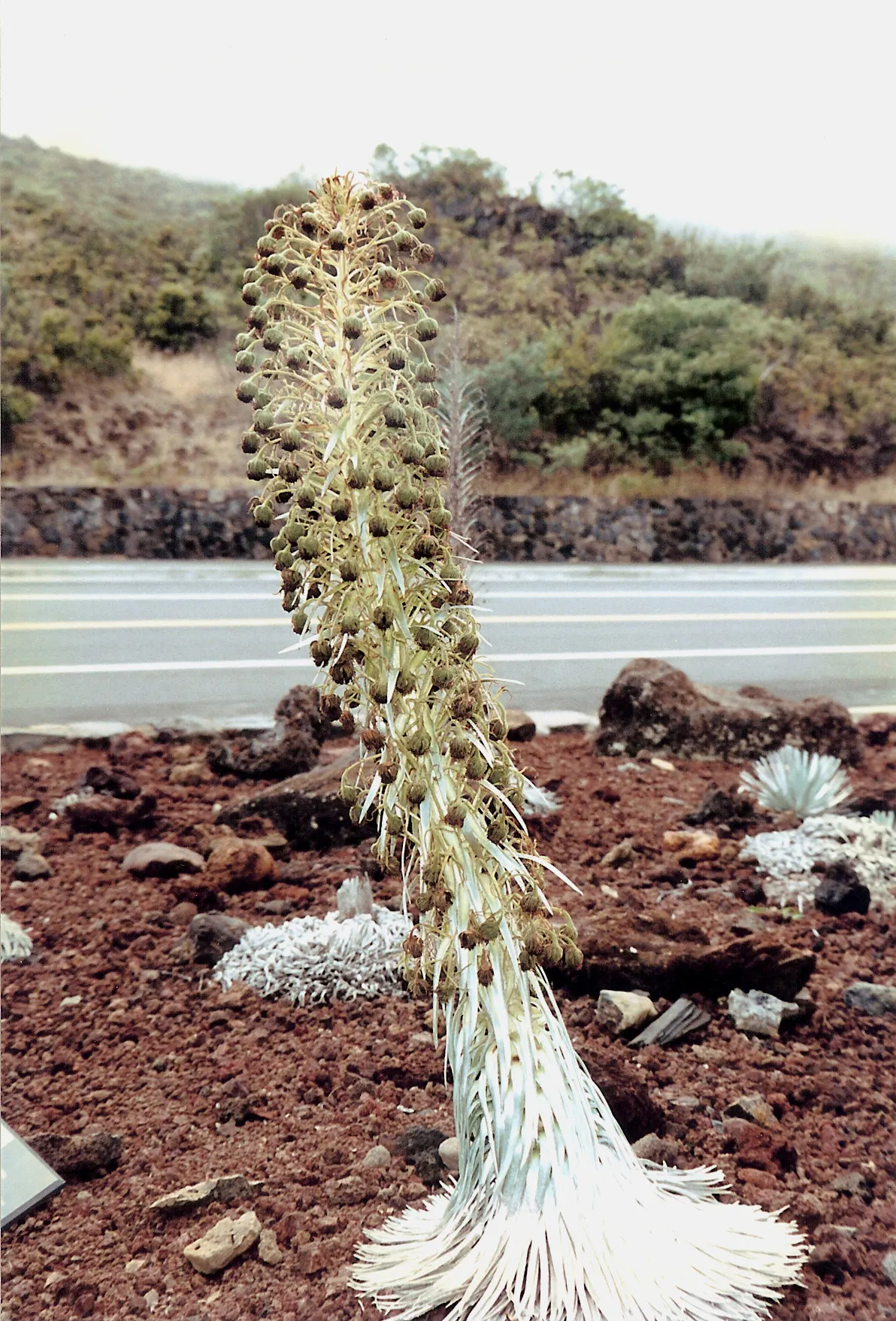 Silversword plant with a tall flowering stalk on red volcanic soil beside a road