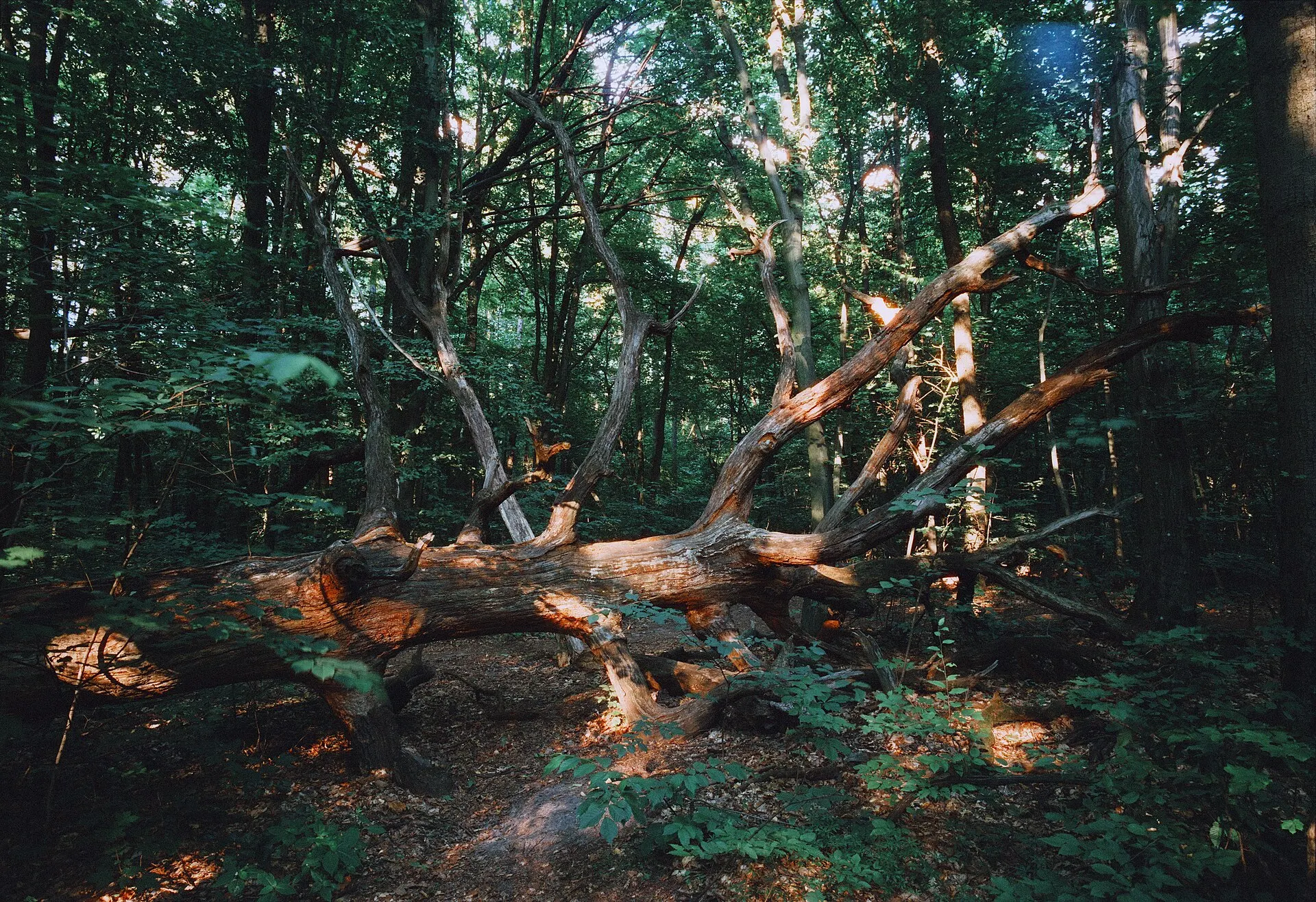 A fallen tree trunk among dense green trees in a sunlit forest, shot on Harman Phoenix film