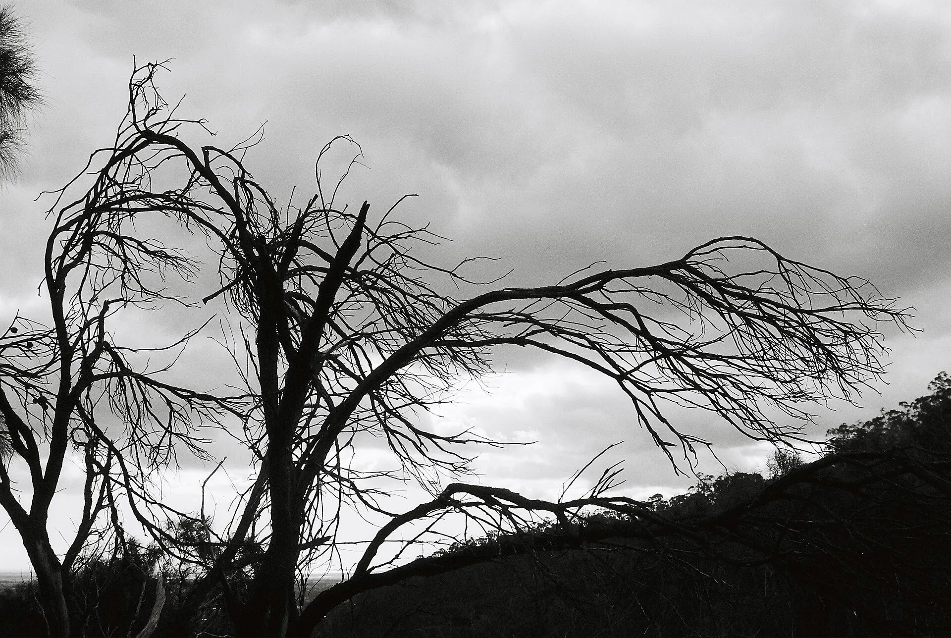 Leafless tree silhouetted against a cloudy sky