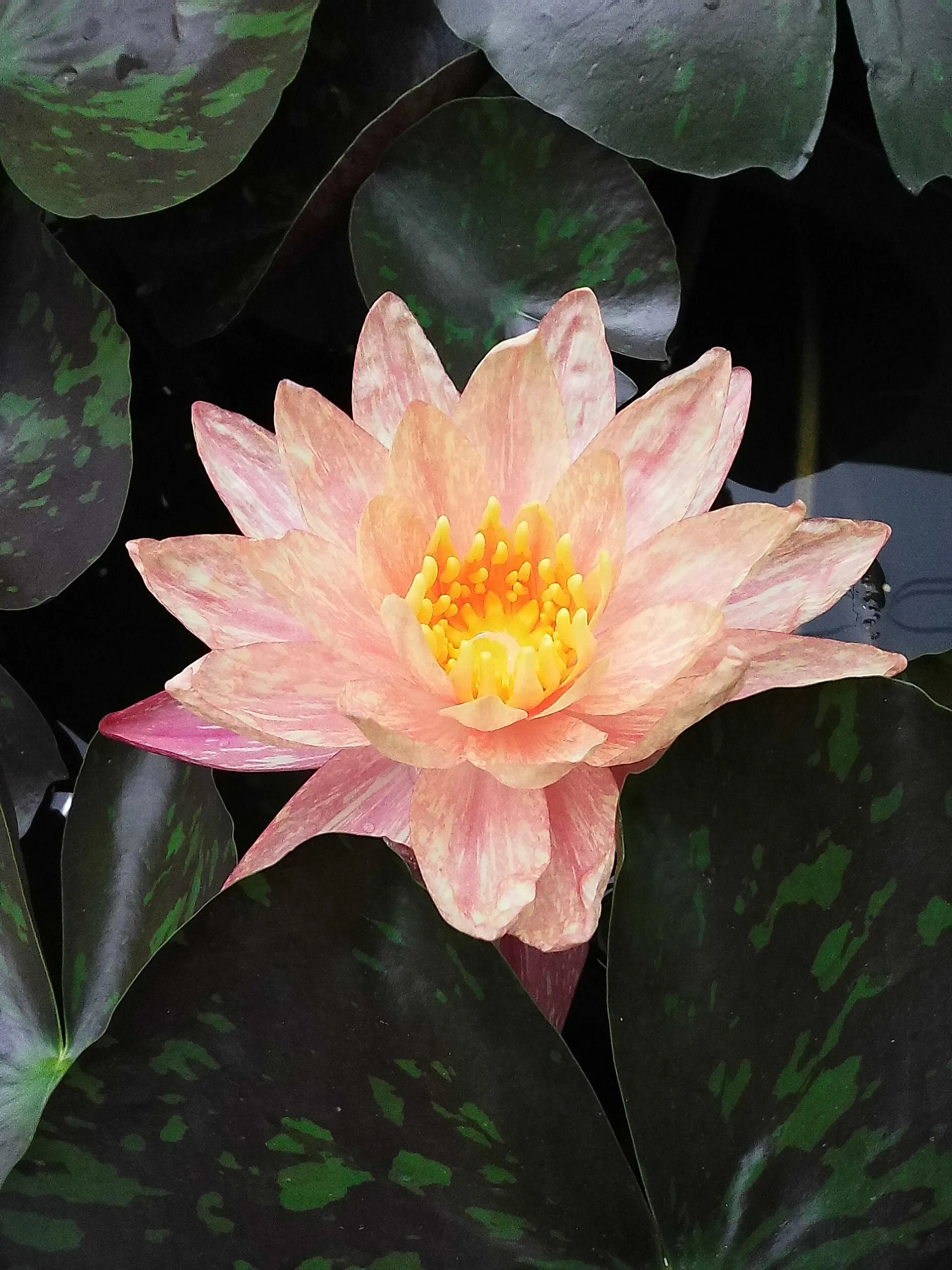 A pink water lily in bloom among dark green lily pads, shot with the Instax Mini Evo