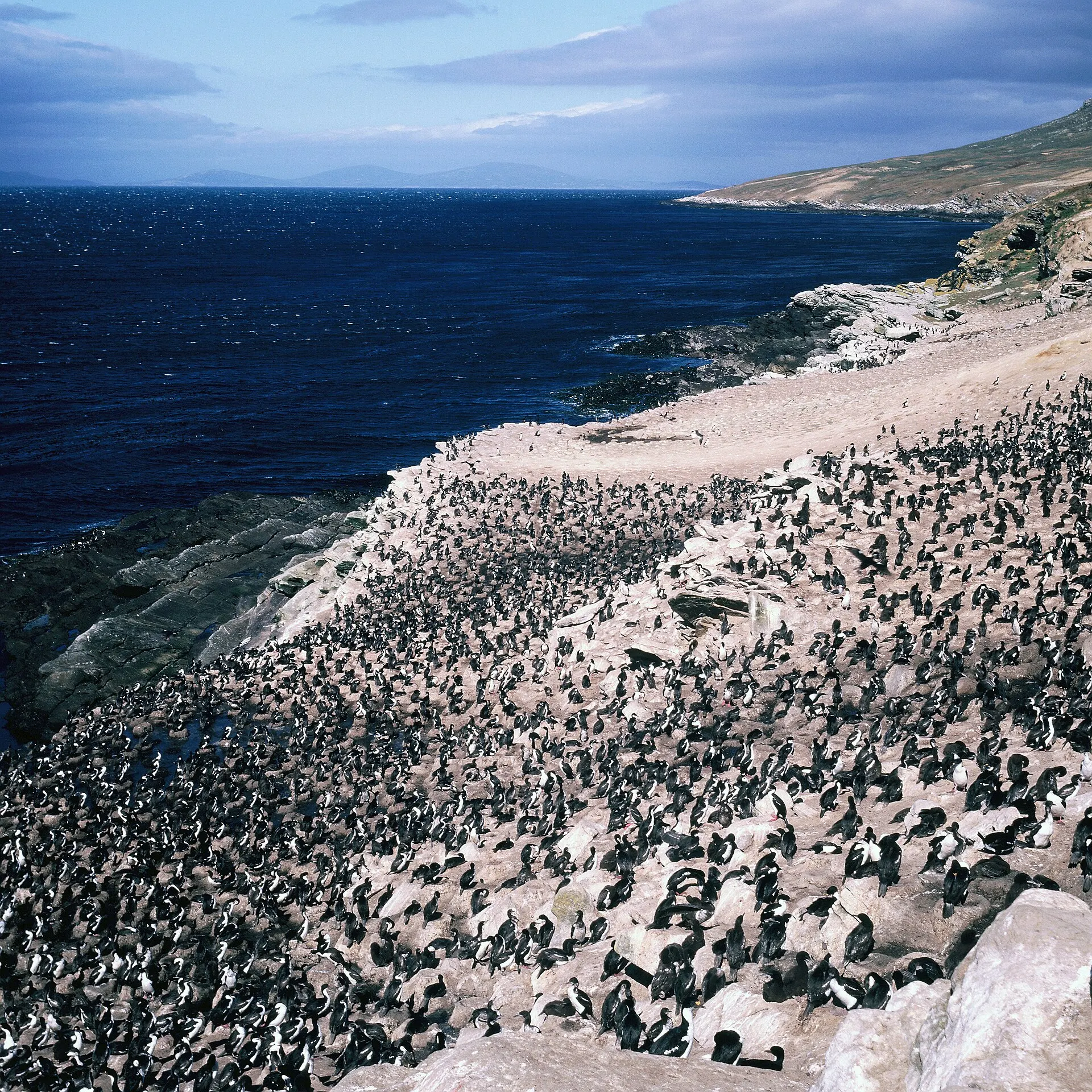 A coastal hillside covered by a colony of seabirds above a dark blue sea