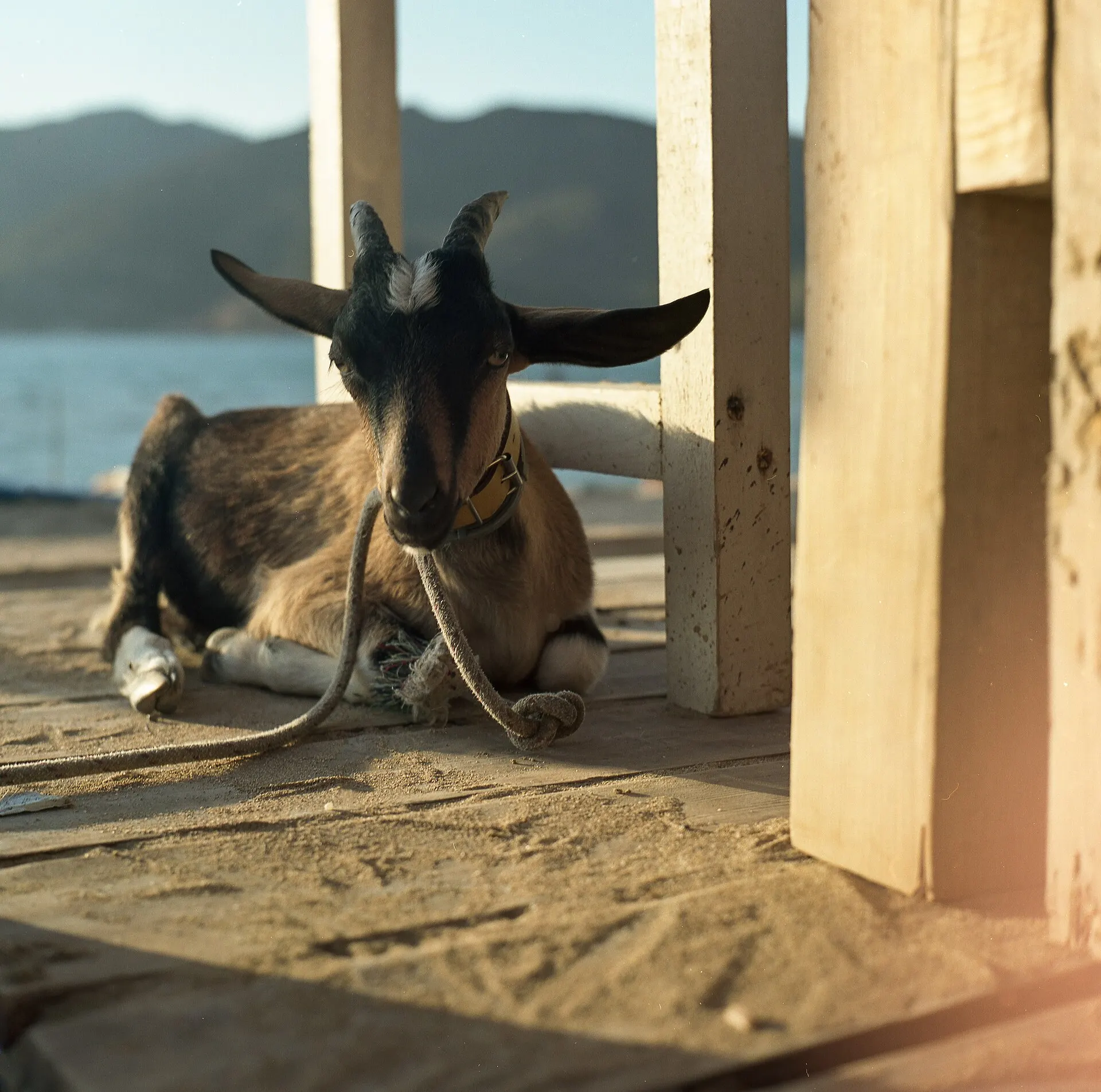 Goat lying in the shade of a wooden beach shelter, with sand, sea and hills behind