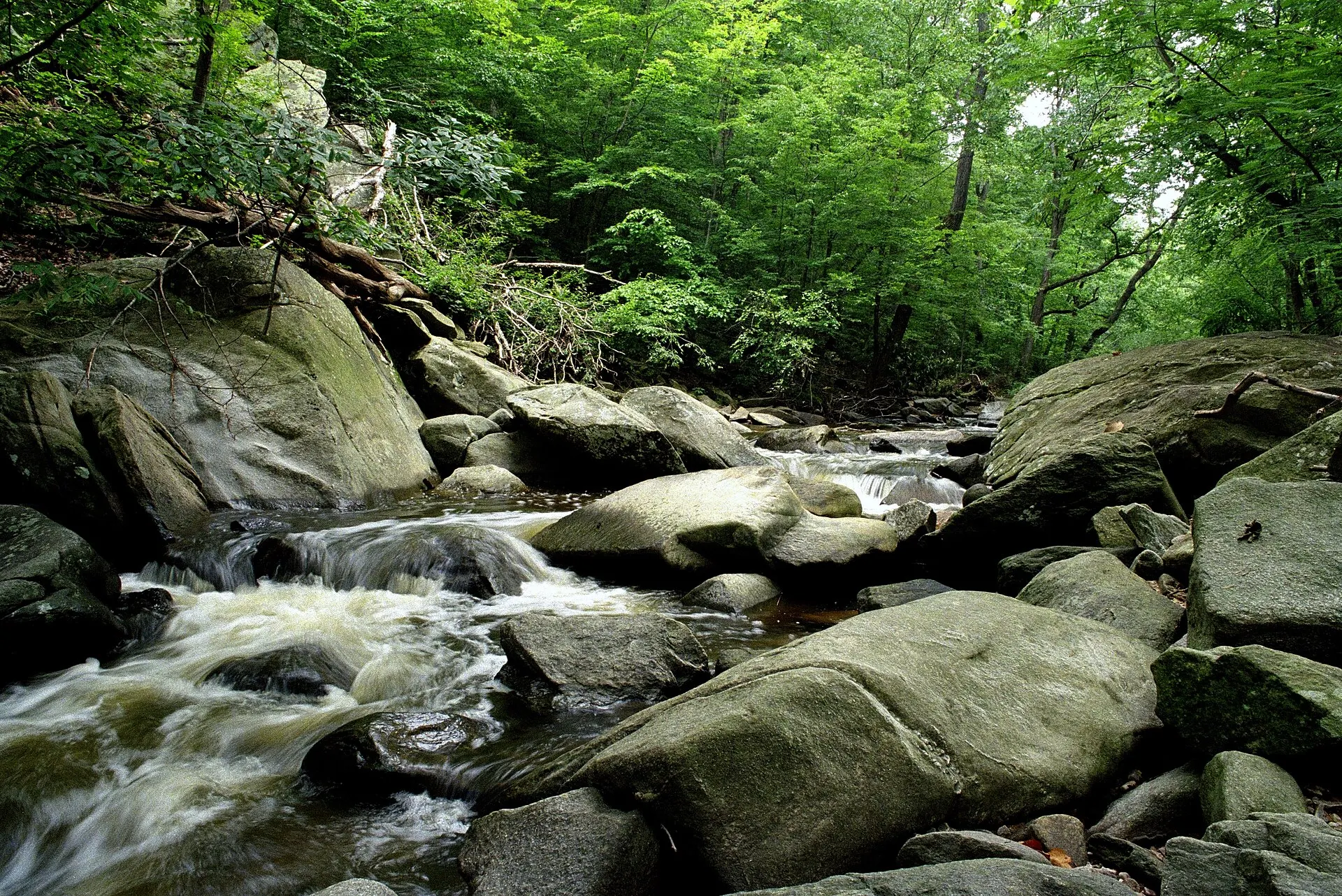 Water flowing over mossy rocks in a green, wooded creek