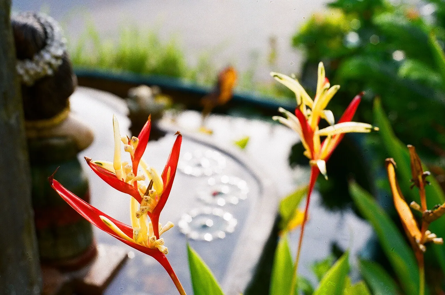 Red and yellow heliconia flowers in front of a blurred garden