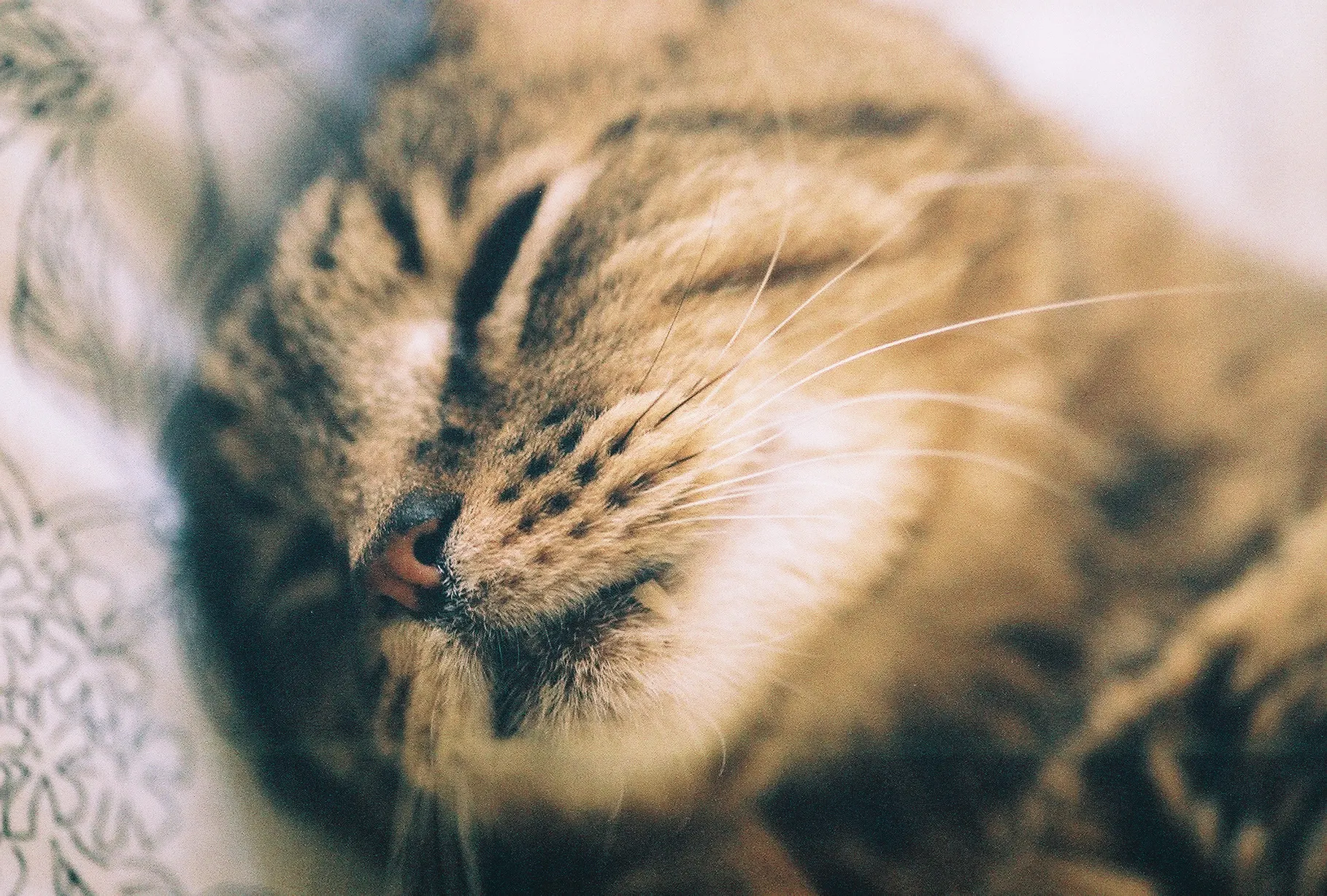 Close-up of a tabby cat sleeping in soft window light