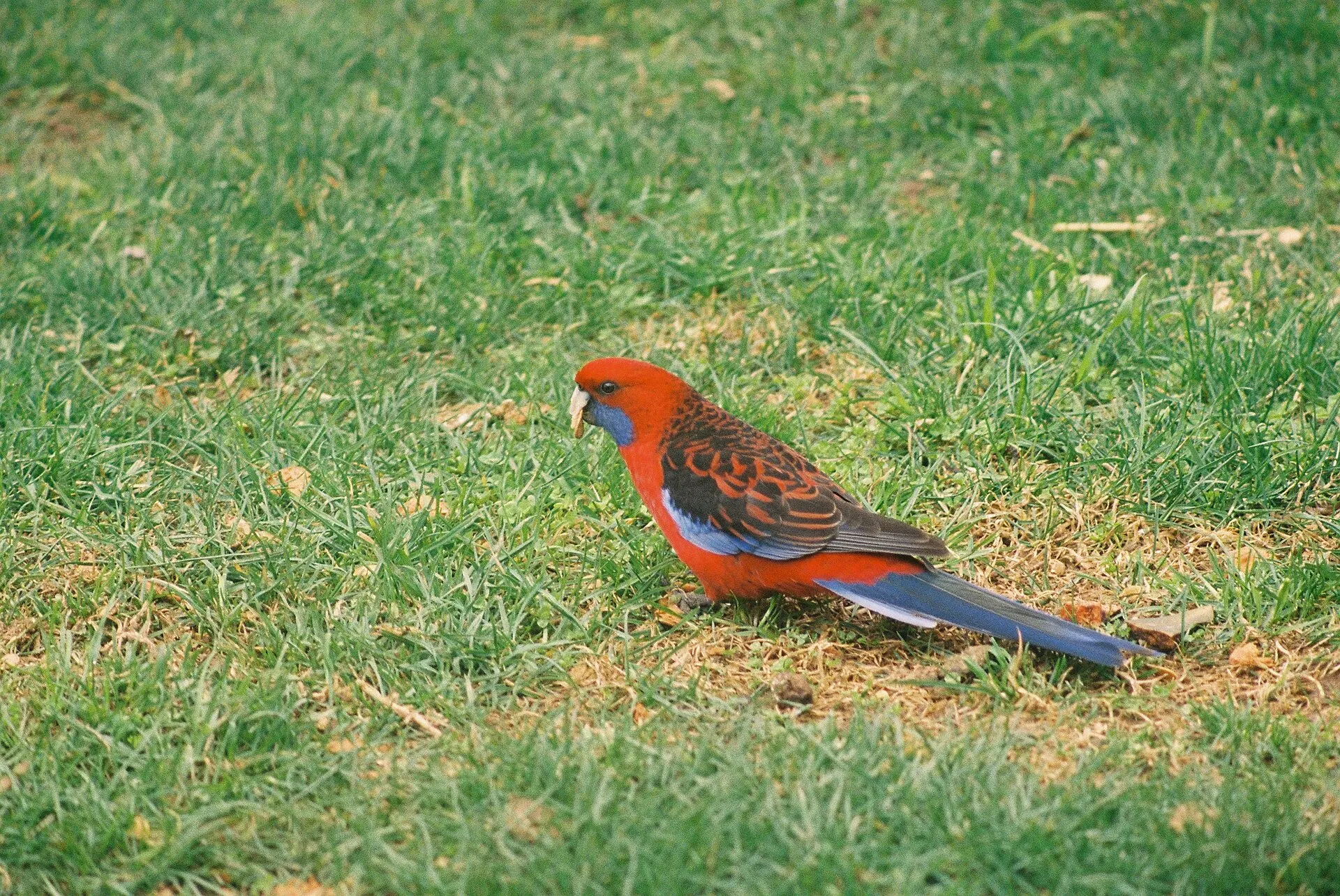 A red and blue crimson rosella parrot standing on green grass