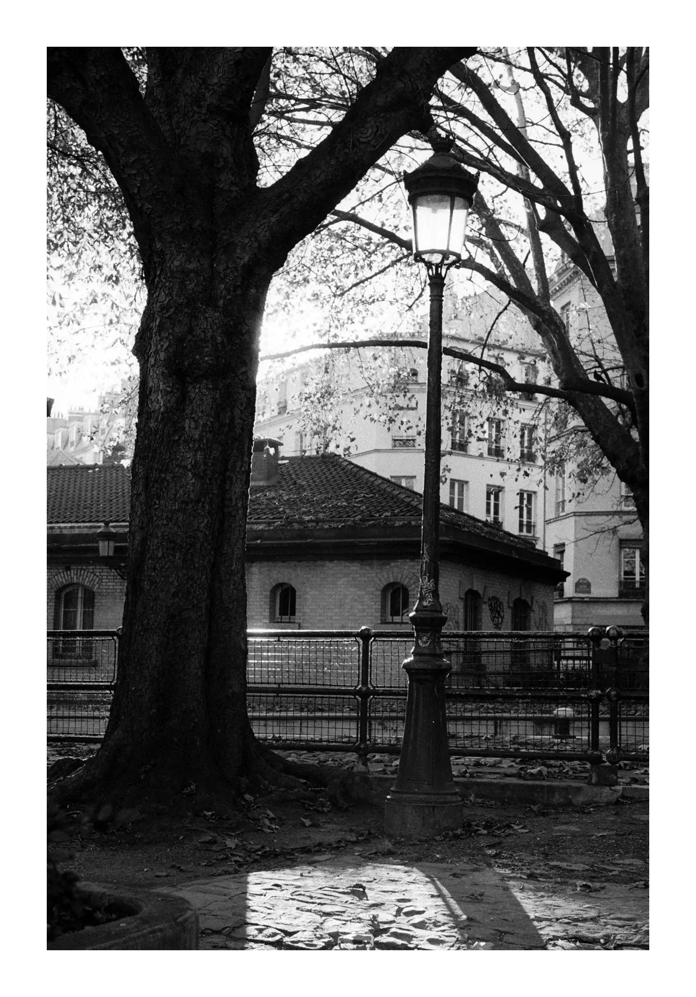 Backlit tree and street lamp beside a small house, in black and white