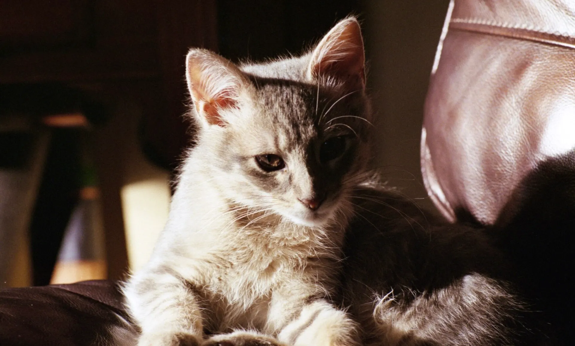 Tabby kitten lying in a patch of late afternoon sun