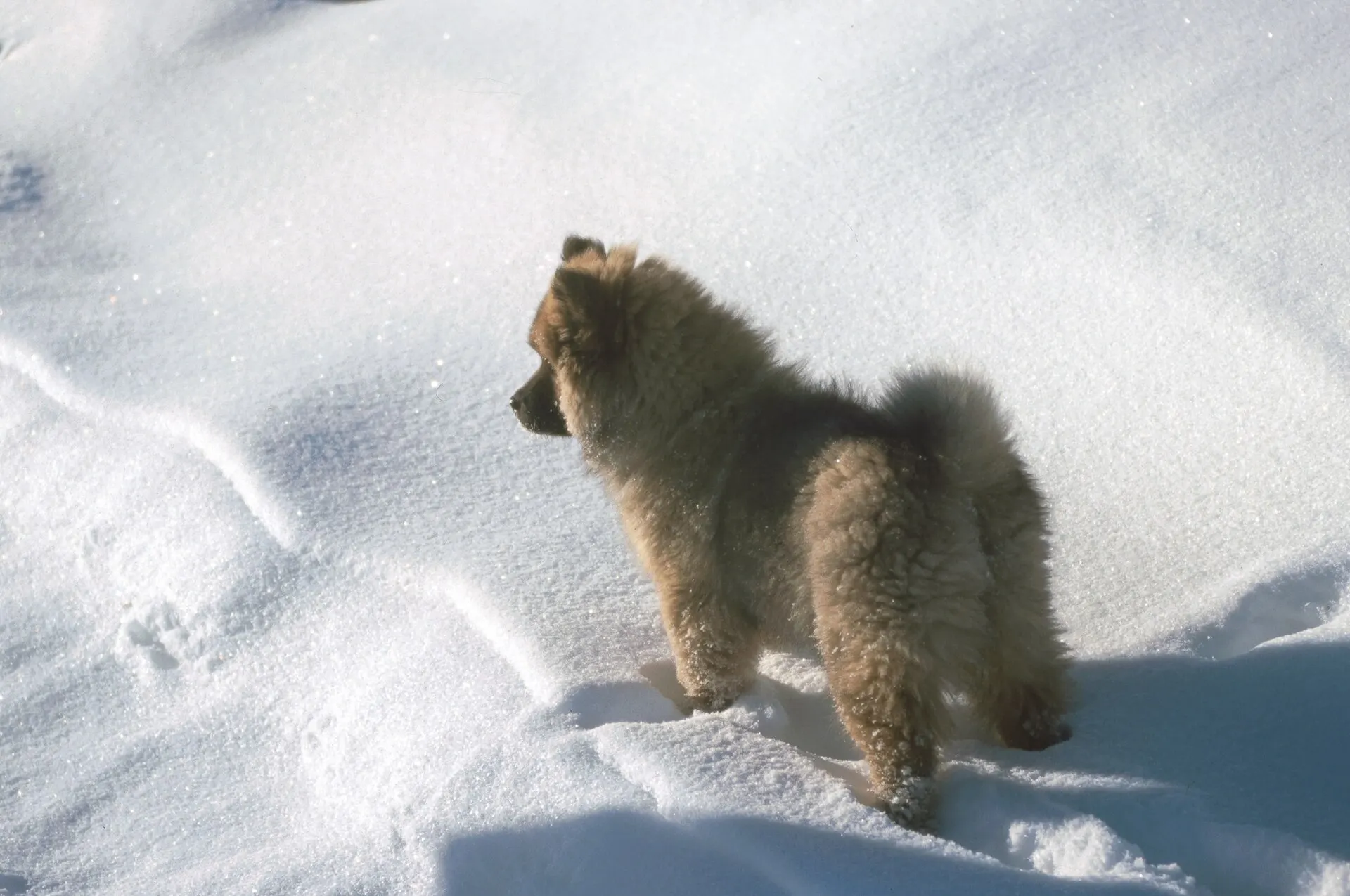 A fluffy Eurasier puppy standing in deep snow