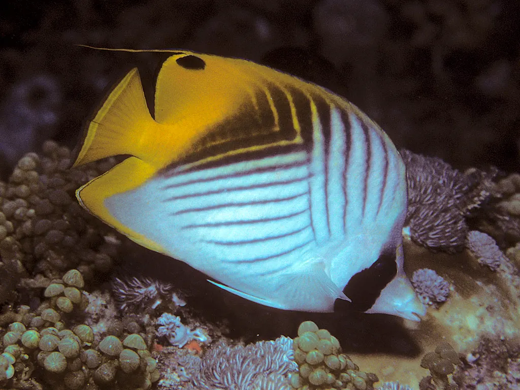 Threadfin butterflyfish with white, black and yellow stripes swimming over coral