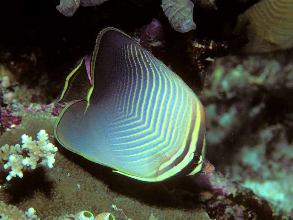 Eastern triangular butterflyfish with fine chevron stripes over a reef