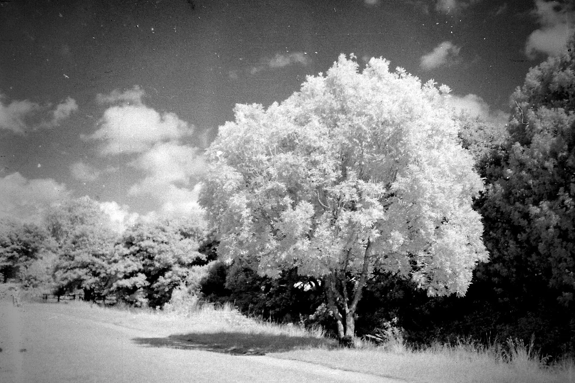 Infrared black and white photo of a tree glowing white next to a path