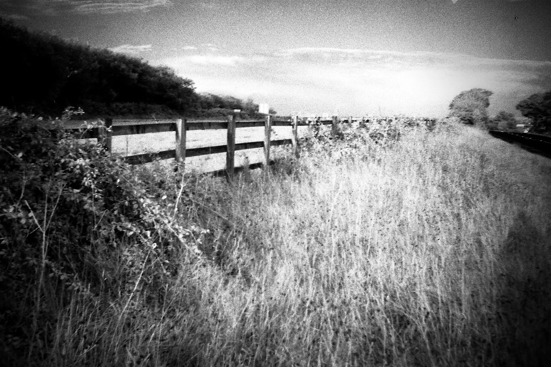 Infrared black and white photo of a wooden fence and tall grass