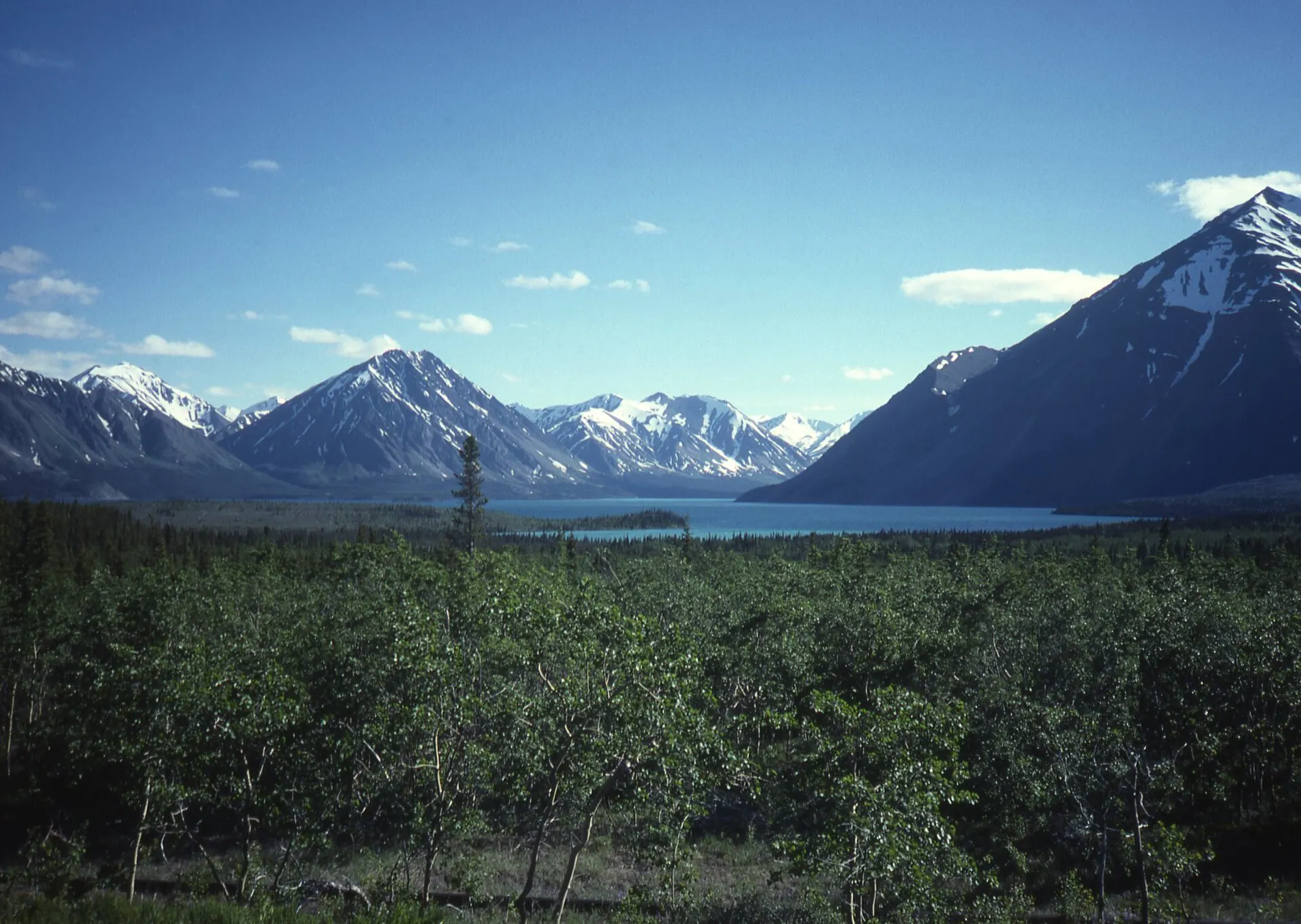 Lake and snow-capped mountains beyond a band of green forest