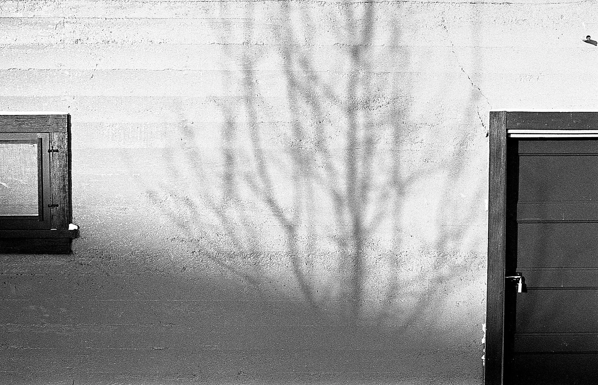 Bare tree shadow on the white wall of an old building, in black and white