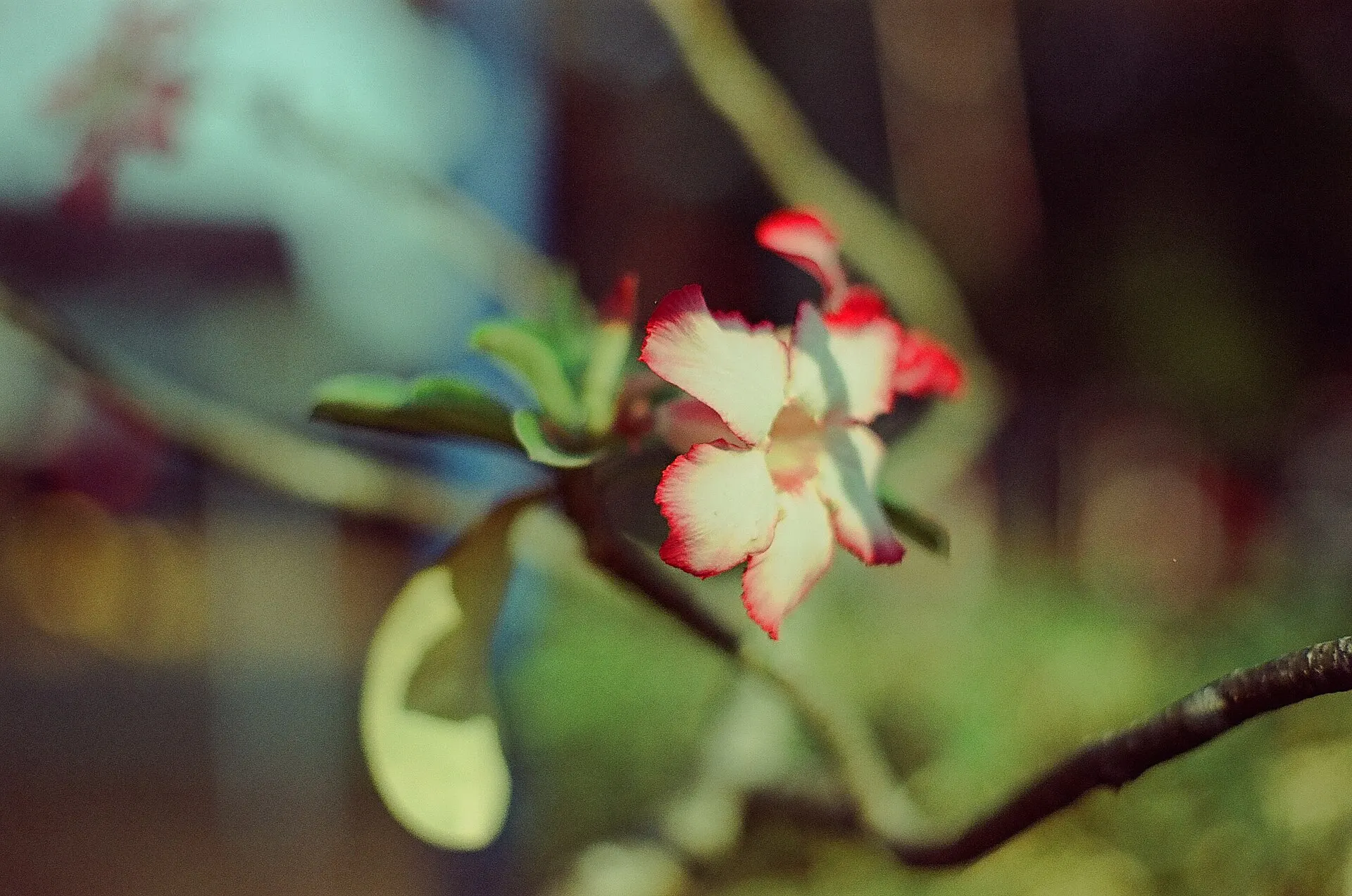 Close-up of a pink and white flower on a branch with a soft background